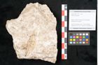 Foto (Objekt + Etikett) von Fraxinus frangula L. (NHMW-GEO-2024-0188-11314)